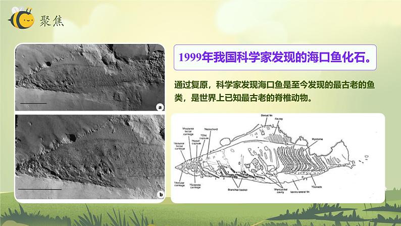 2.6 古代生物的多样性（教学课件）（教科版）第4页