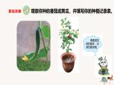 【核心素養(yǎng)】蘇教版科學(xué)三年級(jí)下冊(cè) 4《植物結(jié)果了》課件PPT+教案