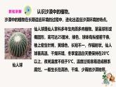 【核心素養(yǎng)】蘇教版科學(xué)三年級(jí)下冊(cè) 6《沙漠中的植物》課件PPT+教案