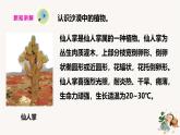 【核心素養(yǎng)】蘇教版科學(xué)三年級(jí)下冊(cè) 6《沙漠中的植物》課件PPT+教案