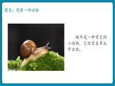 【新教材核心素养】教科版科学一年级下册2.2 观察一种动物（教学课件+同步教学设计）