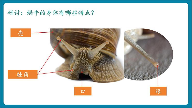 2.2 观察一种小动物（教学课件）第6页