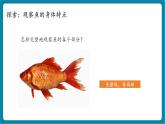 【新教材核心素养】教科版科学一年级下册2.4 水中的动物（教学课件+同步教学设计）