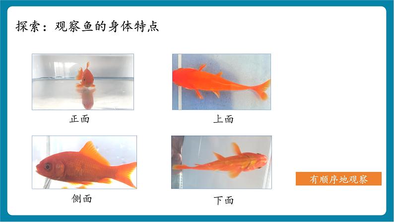 2.4 水中的动物（教学课件）第6页