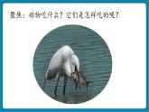 【新教材核心素养】教科版科学一年级下册2.5 它们吃什么（教学课件+同步教学设计）