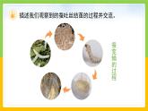 教科版科学三下 2.4 《蚕变了新模样》课件+教学设计（教学反思）+素材
