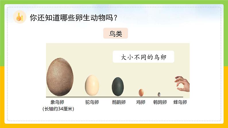 教科版科学三下 2.7 《动物的繁殖》课件第8页