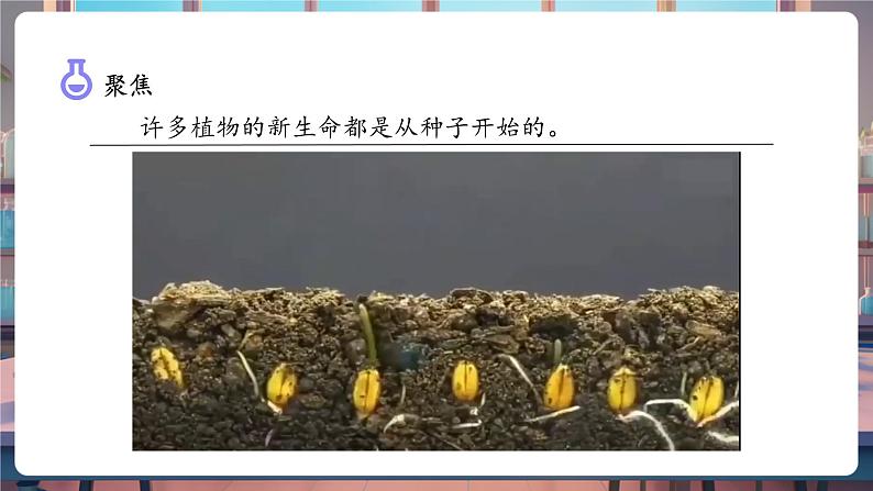 1.1 种子发芽实验（教学课件）第5页