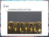 【核心素養(yǎng)優(yōu)質(zhì)課】教科版科學(xué)五年級(jí)下冊1.1 種子發(fā)芽實(shí)驗(yàn)（教學(xué)課件+同步教案含反思）