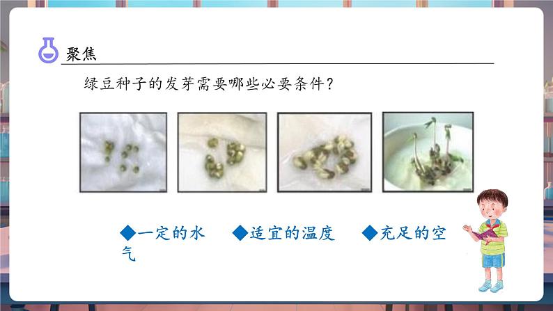 1.3 绿豆苗的生长（教学课件）第5页