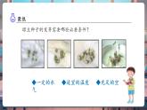 【核心素養(yǎng)優(yōu)質課】教科版科學五年級下冊1.3 綠豆苗的生長（教學課件+同步教案含反思）