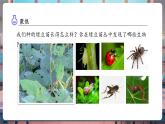 【核心素養(yǎng)優(yōu)質(zhì)課】教科版科學(xué)五年級下冊1.6 食物鏈和食物網(wǎng)（教學(xué)課件+同步教案含反思）