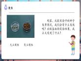 【核心素养优质课】教科版科学五年级下册1.2 比较种子发芽实验（教学课件+同步教案含反思）