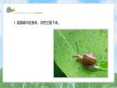 （2025新版）2-2-觀察一種動(dòng)物-教科版科學(xué)一年級(jí)下冊(cè)（最新版）課件