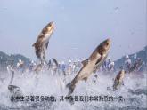 （2025新版）2-4-水中的動物-教科版科學(xué)一年級下冊（最新版）課件