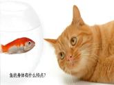 （2025新版）2-4-水中的動物-教科版科學(xué)一年級下冊（最新版）課件