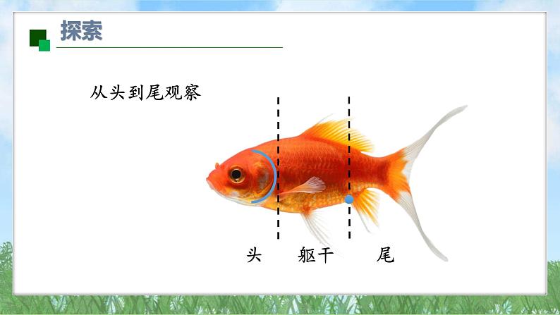 （2025新版）2-4-水中的动物-教科版科学一年级下册（最新版）课件第7页