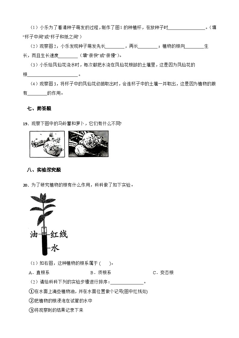 教科版科学四年级下册第1单元 3《种子长出了根》同步练习（含解析）第3页