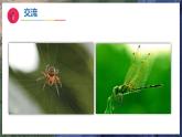 10《形形色色的动物》（教学课件）科学一年级下册（苏教版2024）