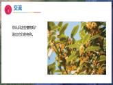 11《多姿多彩的植物》（教学课件）科学一年级下册（苏教版2024）