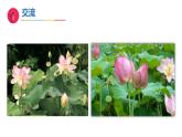 11《多姿多彩的植物》（教学课件）科学一年级下册（苏教版2024）