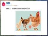 12《动物与植物》（教学课件）科学一年级下册（苏教版2024）