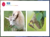 12《动物与植物》（教学课件）科学一年级下册（苏教版2024）