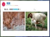 12《动物与植物》（教学课件）科学一年级下册（苏教版2024）