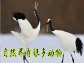 （2025新版）2-1-我們周圍的動物-教科版科學(xué)一年級下冊（最新版）課件