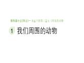 小學(xué)科學(xué)新教科版一年級下冊第二單元第一課《我們周圍的動物》教學(xué)課件（2025春）