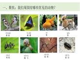 小學(xué)科學(xué)新教科版一年級下冊第二單元第一課《我們周圍的動物》教學(xué)課件（2025春）
