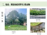 小學(xué)科學(xué)新教科版一年級下冊第二單元第一課《我們周圍的動物》教學(xué)課件（2025春）