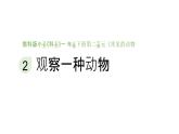 小學(xué)科學(xué)新教科版一年級(jí)下冊(cè)第二單元第二課《觀察一種動(dòng)物》教學(xué)課件（2025春）