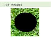 小學(xué)科學(xué)新教科版一年級(jí)下冊(cè)第二單元第二課《觀察一種動(dòng)物》教學(xué)課件（2025春）