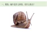 小學(xué)科學(xué)新教科版一年級(jí)下冊(cè)第二單元第二課《觀察一種動(dòng)物》教學(xué)課件（2025春）