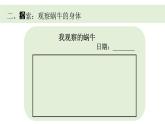 小學(xué)科學(xué)新教科版一年級(jí)下冊(cè)第二單元第二課《觀察一種動(dòng)物》教學(xué)課件（2025春）