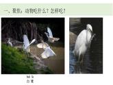 小學(xué)科學(xué)新教科版一年級(jí)下冊(cè)第二單元第五課《它們吃什么》教學(xué)課件（2025春）