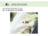 小學(xué)科學(xué)新教科版一年級(jí)下冊(cè)第二單元第五課《它們吃什么》教學(xué)課件（2025春）