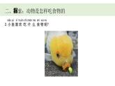 小學(xué)科學(xué)新教科版一年級(jí)下冊(cè)第二單元第五課《它們吃什么》教學(xué)課件（2025春）