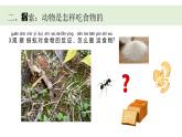 小學(xué)科學(xué)新教科版一年級(jí)下冊(cè)第二單元第五課《它們吃什么》教學(xué)課件（2025春）