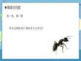 【核心素养】大象版小学科学一年级上册     画蚂蚁   课件ppt+ 教案