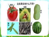 沪教版科学三下2《花、果实与种子》课件