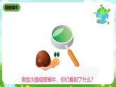 沪教版科学三下3《饲养蜗牛》课件