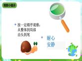 沪教版科学三下3《饲养蜗牛》课件