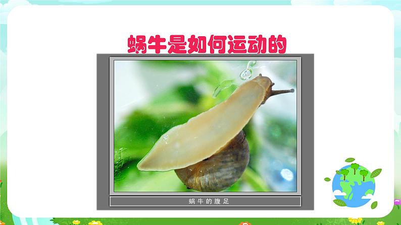 沪教版科学三下3《饲养蜗牛》课件第7页