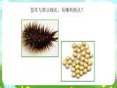 沪教版科学五下1《自然的启示》课件
