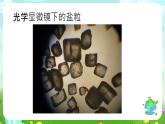 沪教版科学五下3《大眼睛看小世界》课件