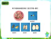 鄂教版科学三下1《播种发芽》课件