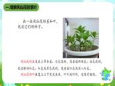 鄂教版科学三下2《茎叶的生长》课件