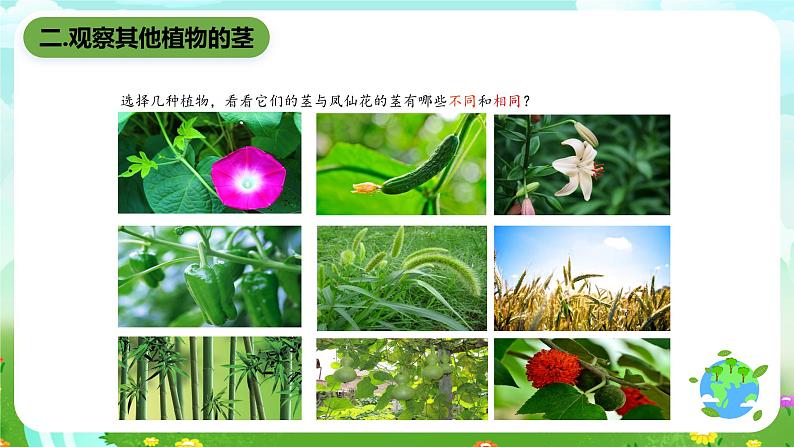 鄂教版科学三下2《茎叶的生长》课件第4页